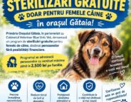 Sterilizări gratuite pentru câini la Gătaia. Programul începe pe 15 noiembrie și este destinat familiilor cu venituri mici