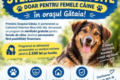 Sterilizări gratuite pentru câini la Gătaia. Programul începe pe 15 noiembrie și este destinat familiilor cu venituri mici